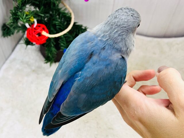 最新画像更新♡深海ブルー💙とても綺麗な1羽です!小桜インコ(バイオレット) コザクラインコ(小桜インコ)