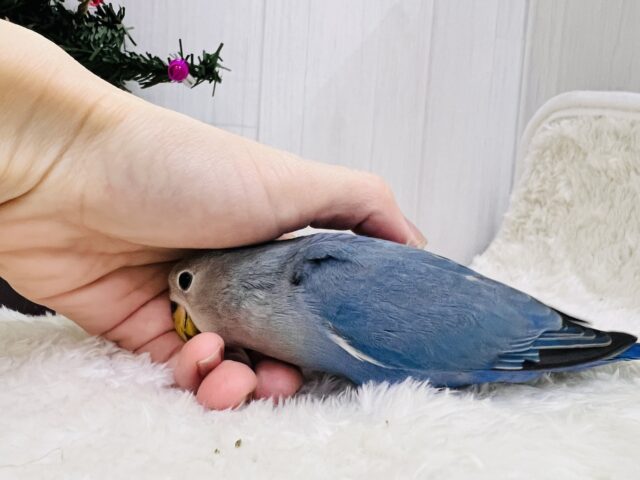 最新画像更新♡深海ブルー💙とても綺麗な1羽です!小桜インコ(バイオレット) コザクラインコ(小桜インコ)