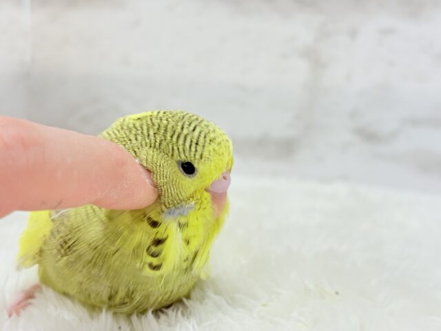 ジャンボセキセイインコ