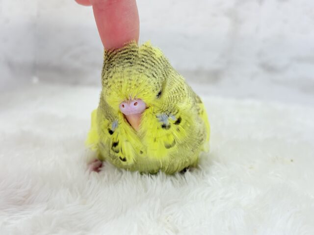 ジャンボセキセイインコ