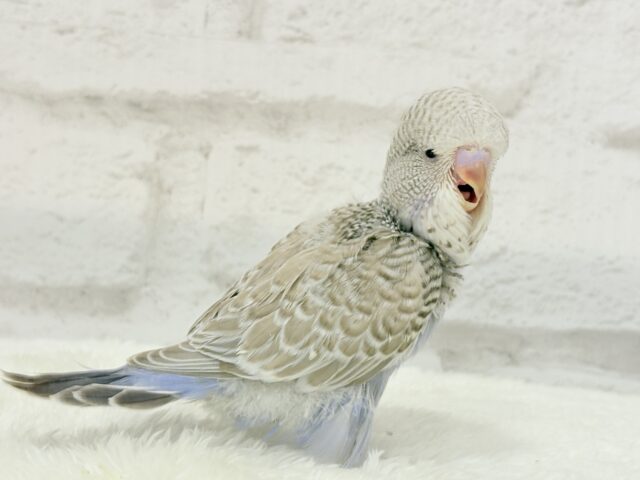 ジャンボセキセイインコ