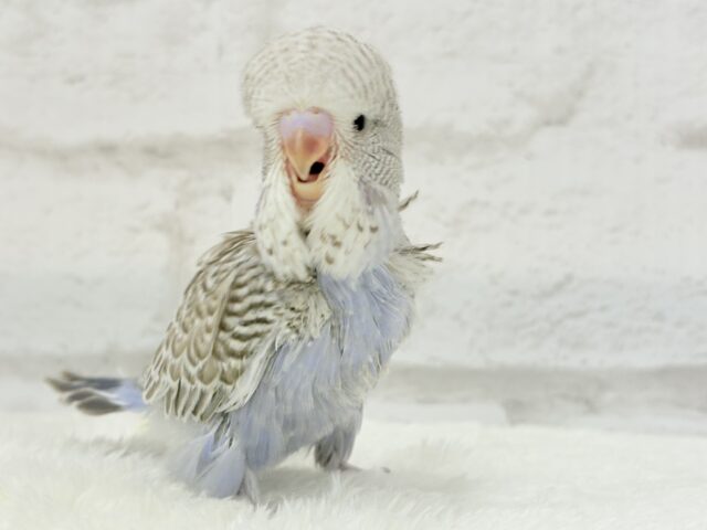 ジャンボセキセイインコ