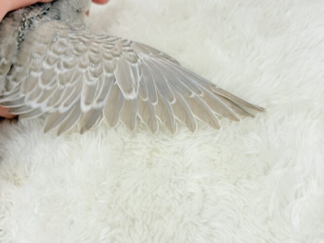 ジャンボセキセイインコ