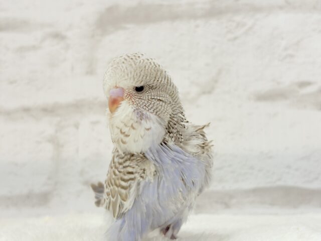 ジャンボセキセイインコ