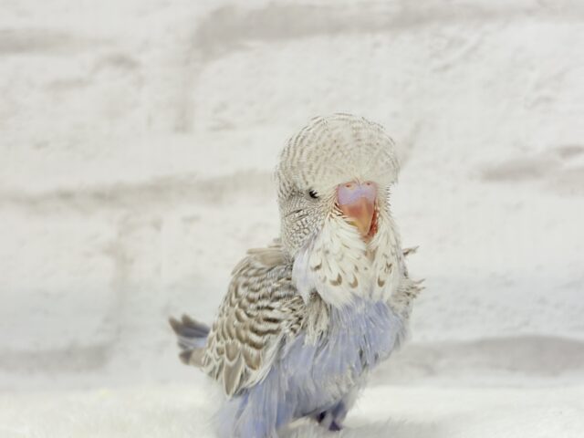 ジャンボセキセイインコ