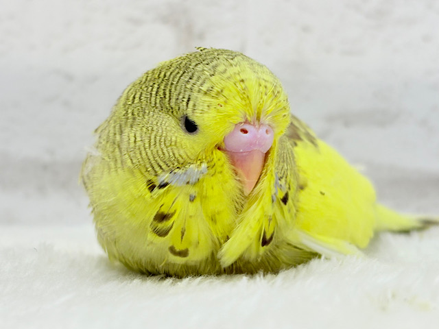 【最新画像更新🪄】癒し効果120%🐣🌳ジャンボセキセイインコ(パイド) ヒナ
