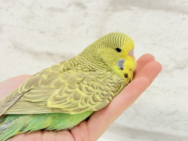 ジャンボセキセイインコ