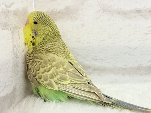 ジャンボセキセイインコ