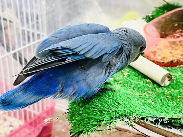 最新画像更新♡深海ブルー💙とても綺麗な1羽です!小桜インコ(バイオレット) コザクラインコ(小桜インコ)