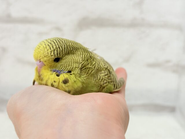 ジャンボセキセイインコ