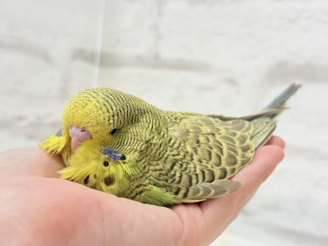 ジャンボセキセイインコ