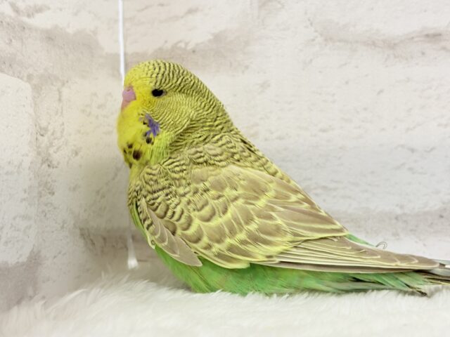 ジャンボセキセイインコ