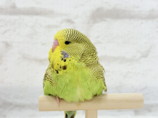 ジャンボセキセイインコ