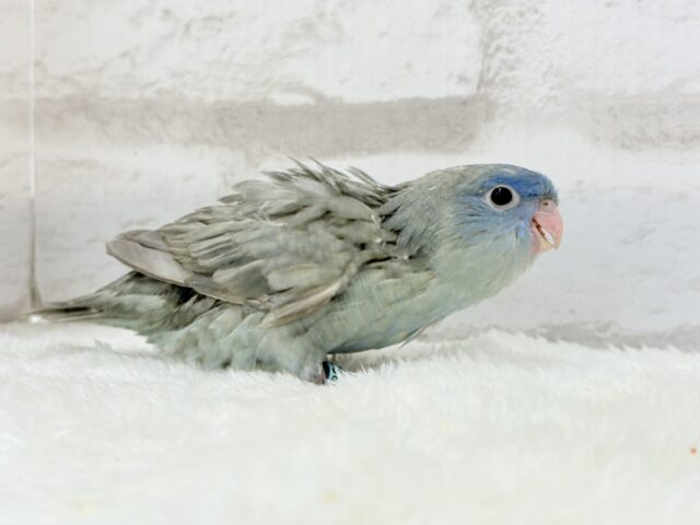 サザナミインコ