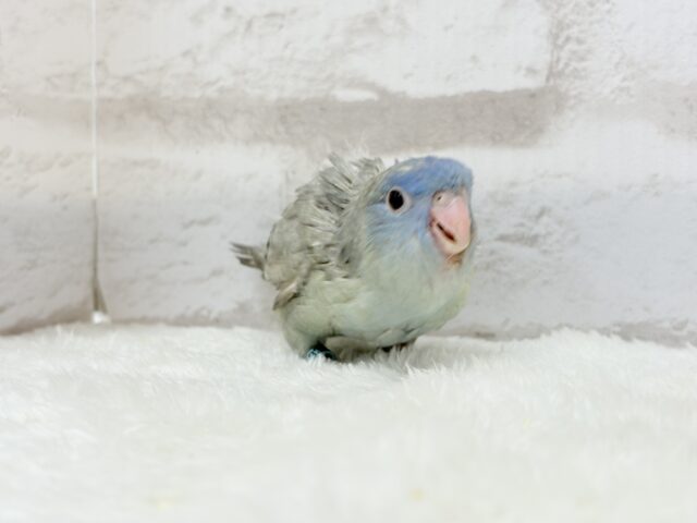 サザナミインコ