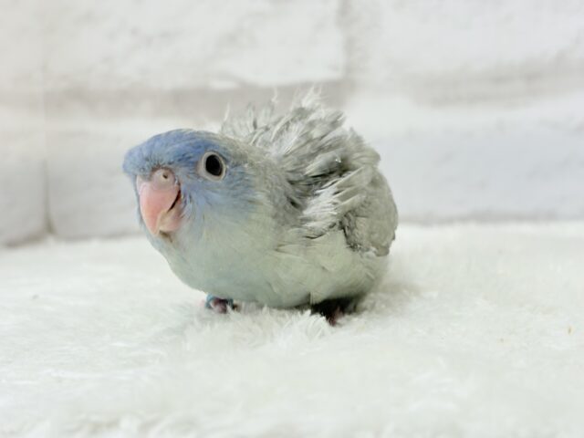 サザナミインコ