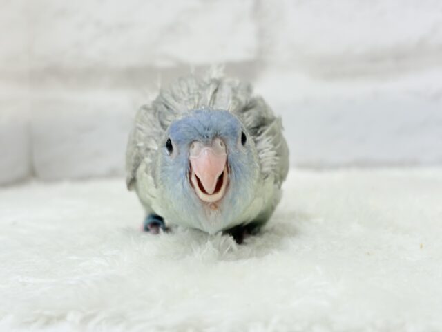 サザナミインコ