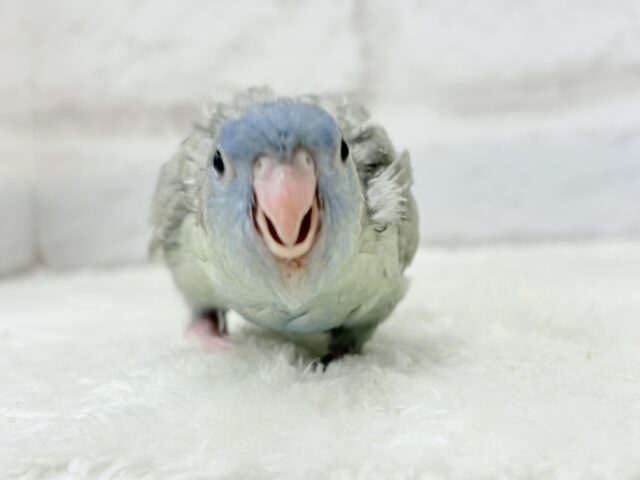 サザナミインコ