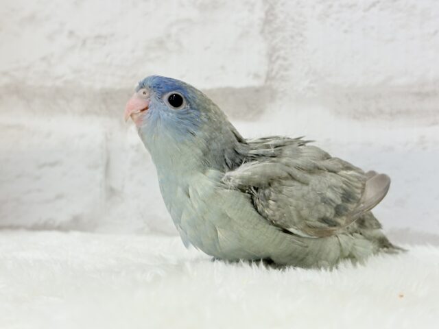 サザナミインコ