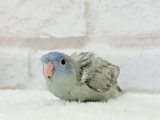 サザナミインコ