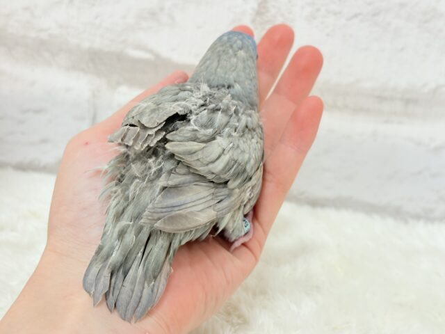 サザナミインコ