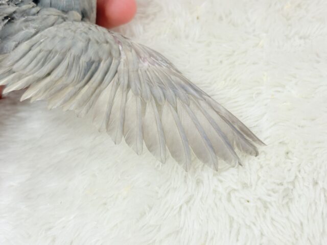 サザナミインコ