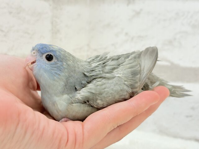 サザナミインコ