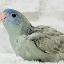 ピーポポ♬美声が響き渡る~♩♩サザナミインコ(ブルースパングル) ヒナ