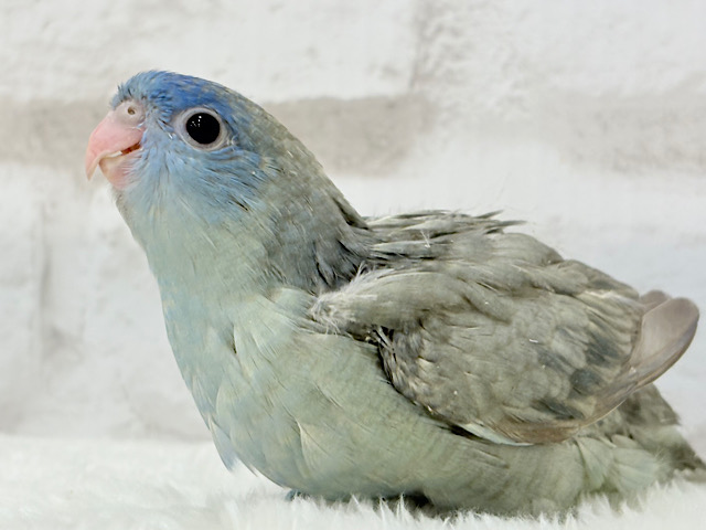 ピーポポ♬美声が響き渡る~♩♩サザナミインコ(ブルースパングル) ヒナ