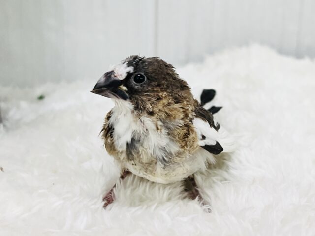 昆布ﾓﾘﾓﾘおにぎり🍙ﾐｰﾐｰ♫十姉妹✨