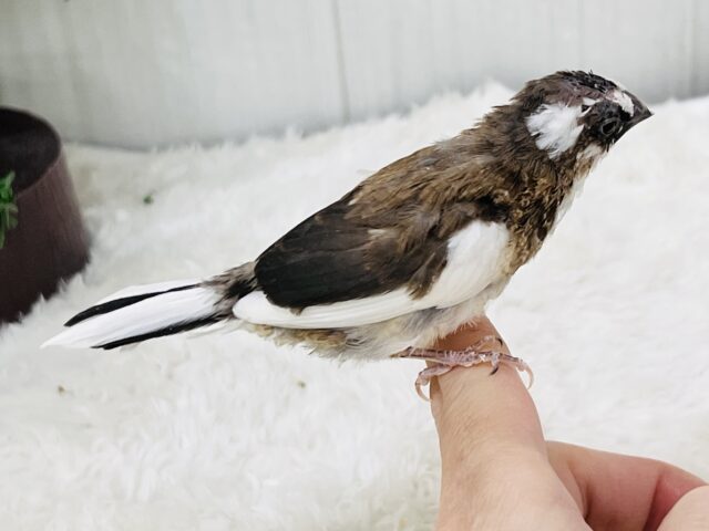 十姉妹（ジュウシマツ）