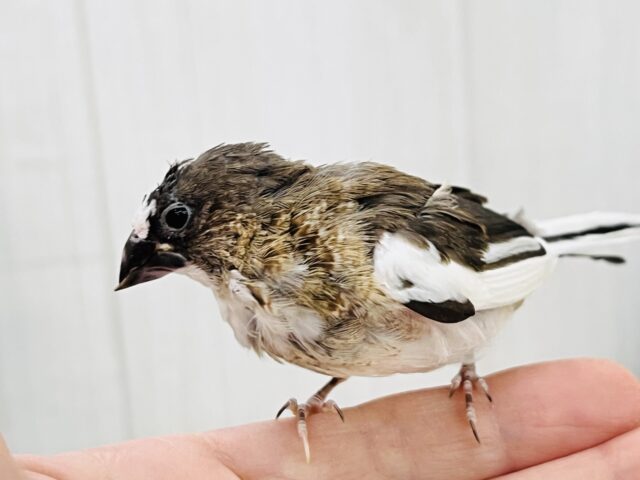 十姉妹（ジュウシマツ）