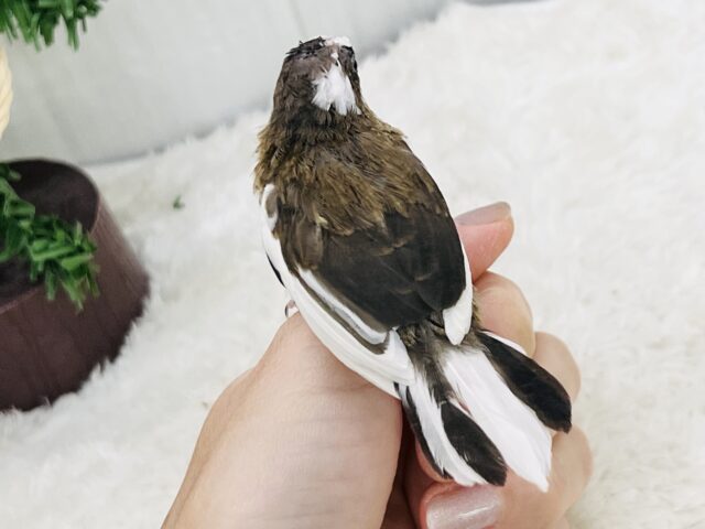 十姉妹（ジュウシマツ）