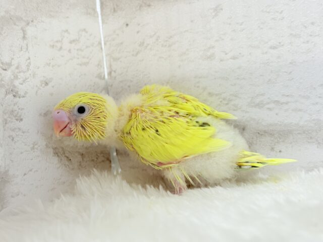 セキセイインコ