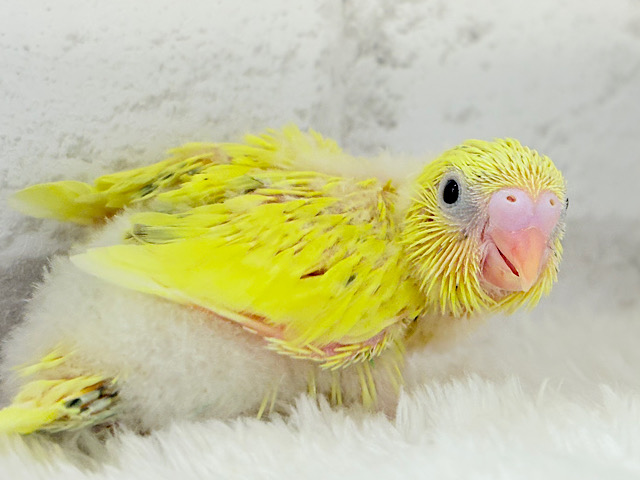 好奇心旺盛のヒヨコちゃん🐣💫セキセイインコ(黄色ハルクイン) ヒナ