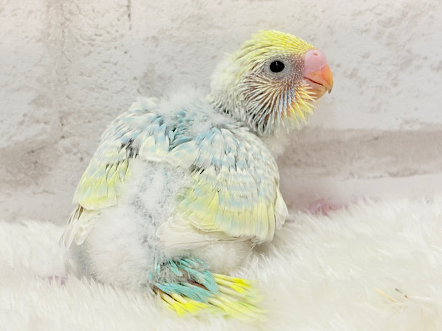 甘々コットンキャンディー🍬🫧セキセイインコ(パステルレインボー) ヒナ