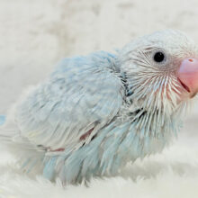 みずみずしいグリーンアップルカラー コザクラインコ R5 6／22撮影