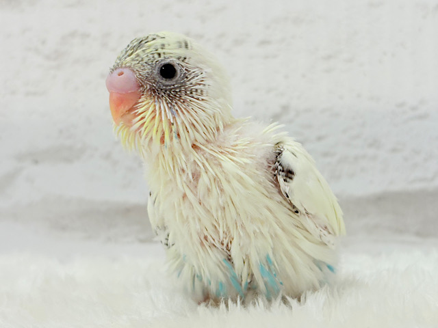 ふんわりほかほかカラー🐥🧁セキセイインコ(クリームハルクイン) ヒナ