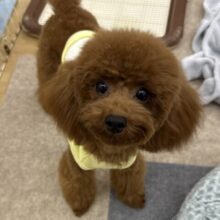 最新画像更新しました〜💫まるでモデルさん🩷おすまし顔と思いきや急な遊びスイッチ突入〜🌟🥳トイプードルの女のコきました💫