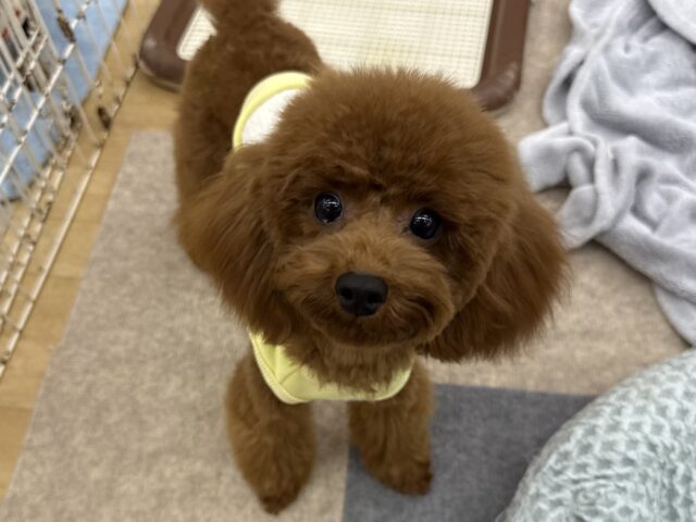 最新画像更新しました〜💫まるでモデルさん🩷おすまし顔と思いきや急な遊びスイッチ突入〜🌟🥳トイプードルの女のコきました💫