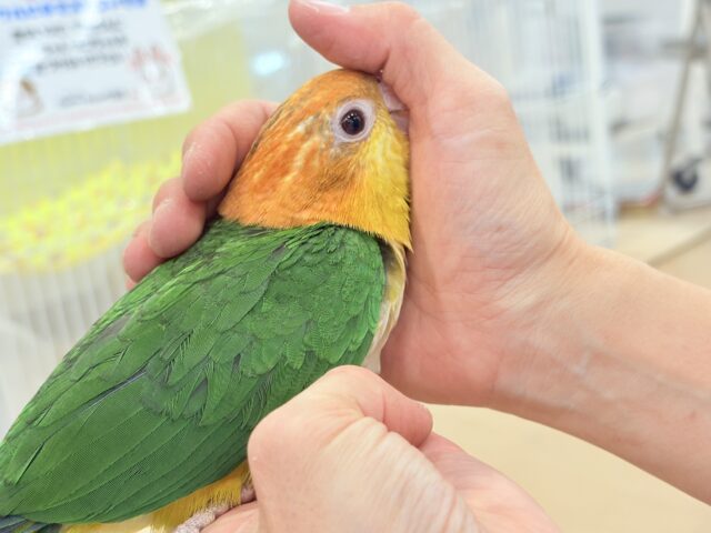 シロハラインコ