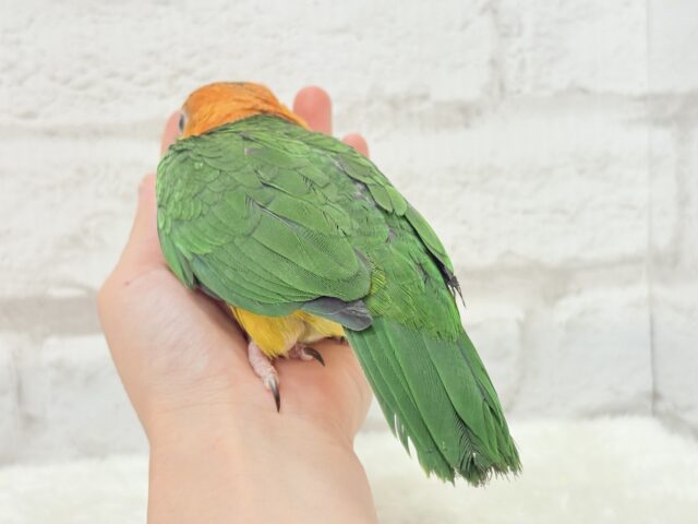 シロハラインコ