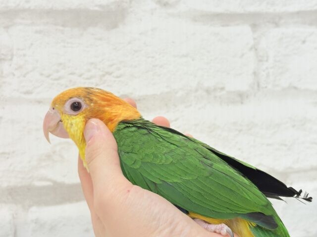 シロハラインコ