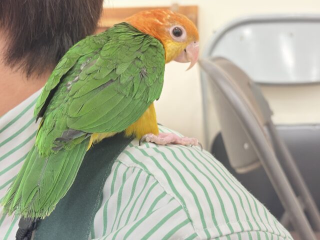 シロハラインコ