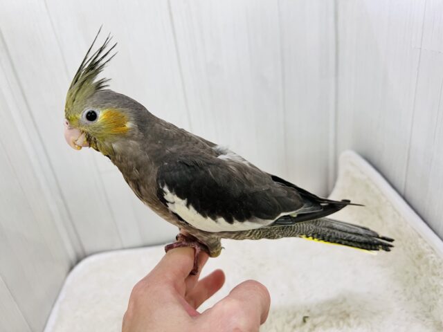 オカメインコ