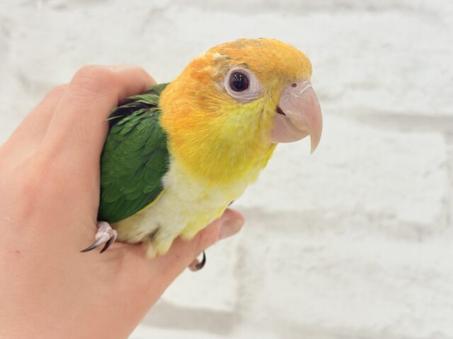 シロハラインコ