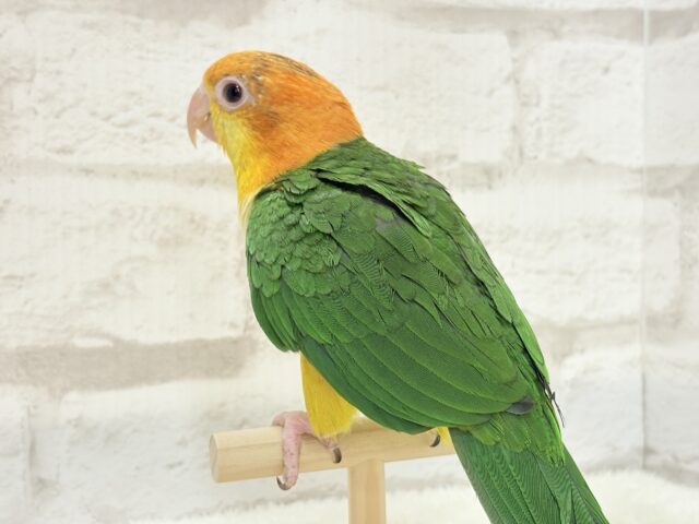 シロハラインコ