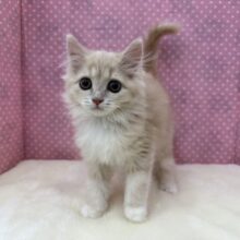 甘々な美人ちゃん💗サイベリアンの女のコきました💫