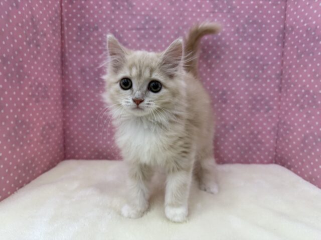 甘々な美人ちゃん💗サイベリアンの女のコきました💫