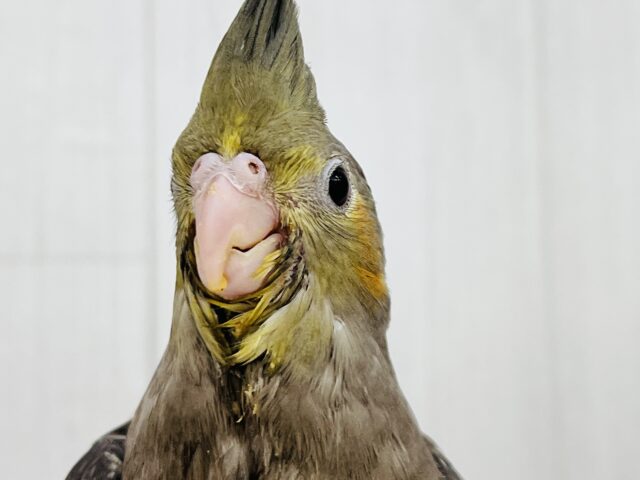 ﾆｺ♡と微笑む🎶真っ黒くろすけ👀オカメインコ（ノーマル）